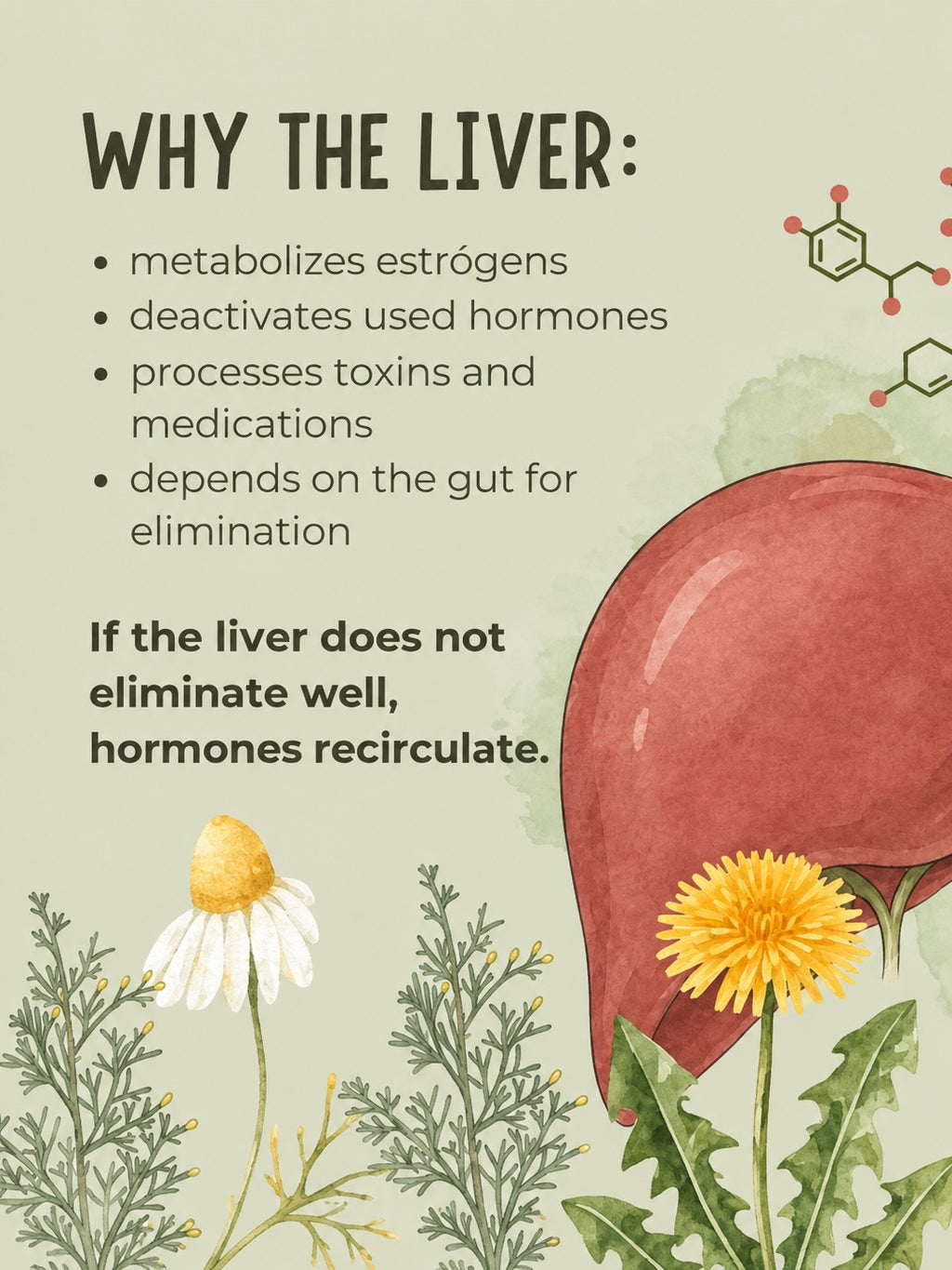 Organic Golden Liver Cleanse Liquid Extract | Liver + Digestive Support